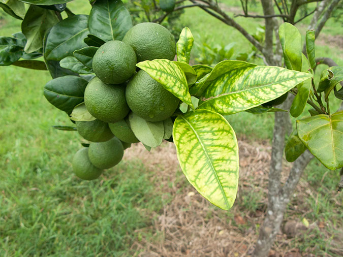 Florida Citrus Greening Disease