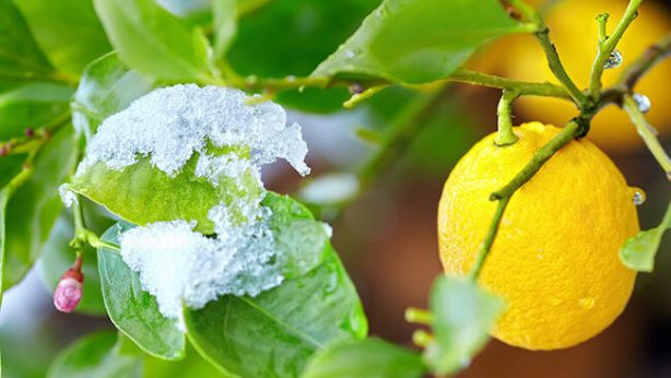 Winter Citrus