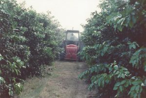 Citrus Grove in the 1970s