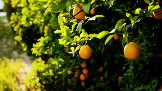 Oranges in the grove