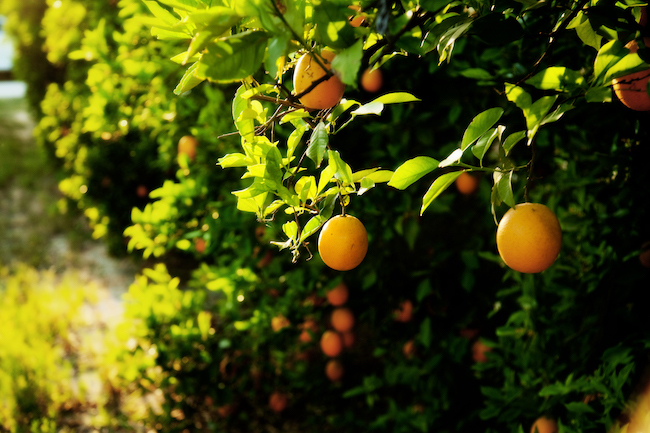 Oranges in the grove