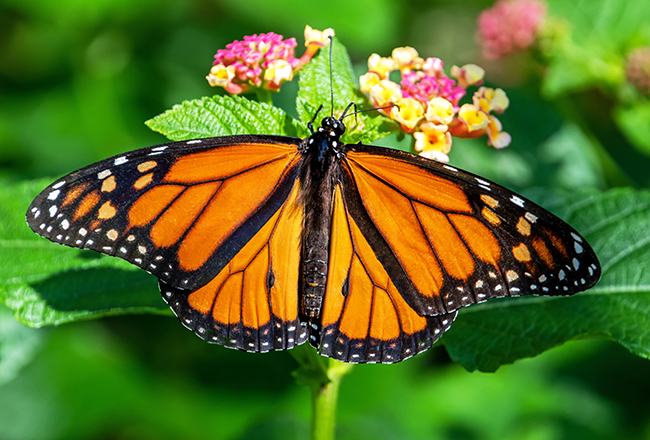 Butterfly pollinator picture